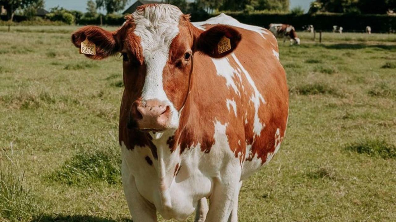 De Wolbert Lejlighed Wapenveld Eksteriør billede